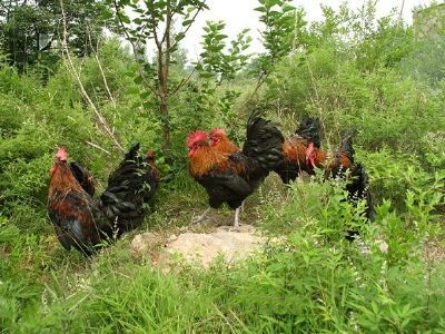 莱芜吉山黑鸡