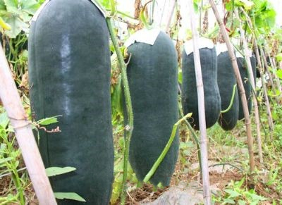 瓦西黑皮冬瓜