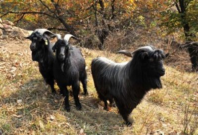 莱芜黑山羊
