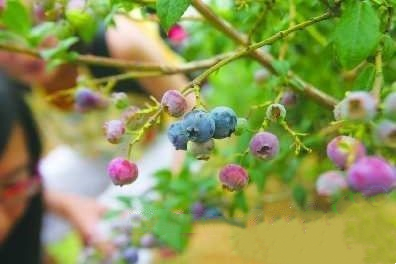 胶南蓝莓