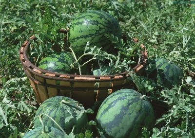 大黄埠西瓜