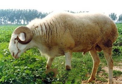 嘉祥小尾寒羊