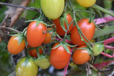 寿光樱桃西红柿