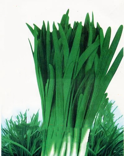 寿光独根红韭菜