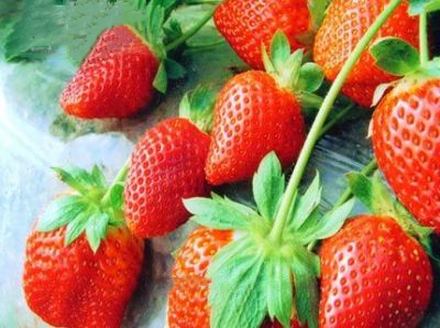 荣成草莓