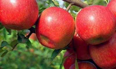 烟台苹果