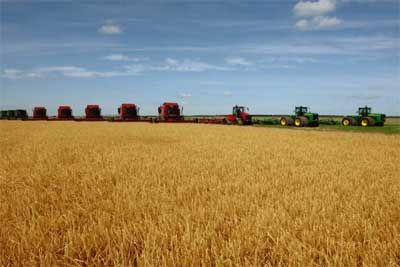 垦利黄河滩区小麦