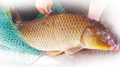 东阿黄河鲤鱼