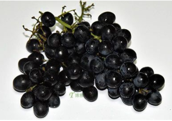乳山葡萄