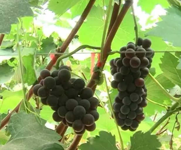汪疃葡萄
