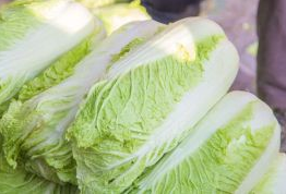 唐王道口大白菜