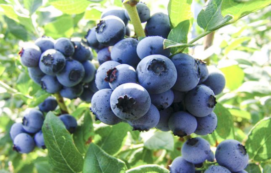 宝山蓝莓