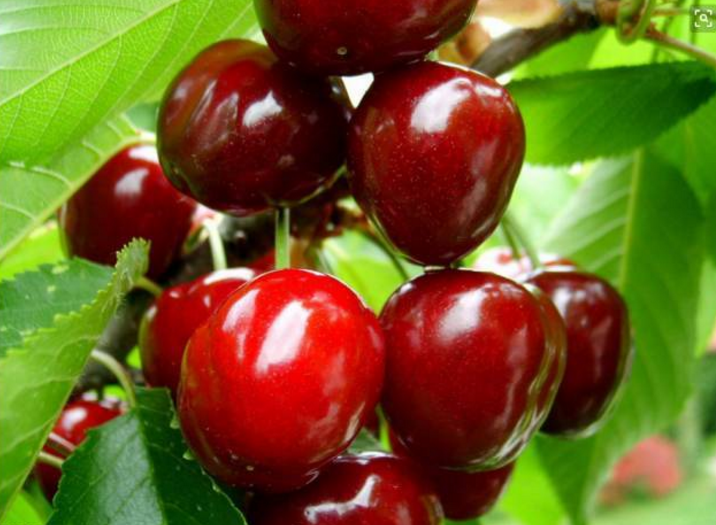 双崮樱桃