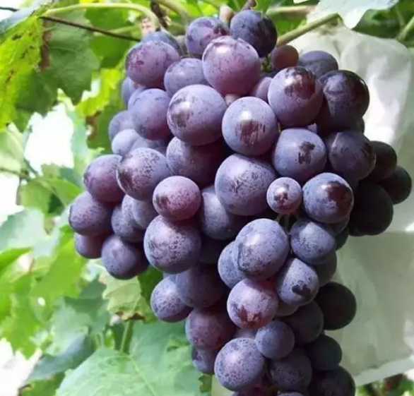 广饶葡萄