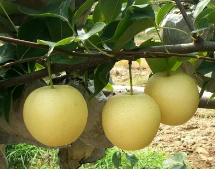 东阿黄金梨