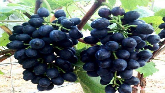 大户陈家葡萄