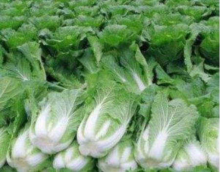 齐村镇中良白菜